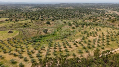 Terreno Agricola ou Rústico para Venda em Rosmaninhal