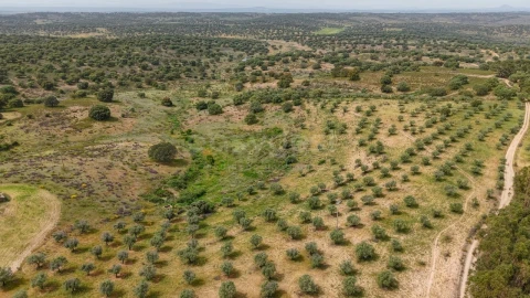 Terreno Agricola ou Rústico para Venda em Rosmaninhal