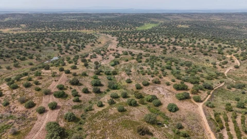 Terreno Agricola ou Rústico para Venda em Rosmaninhal
