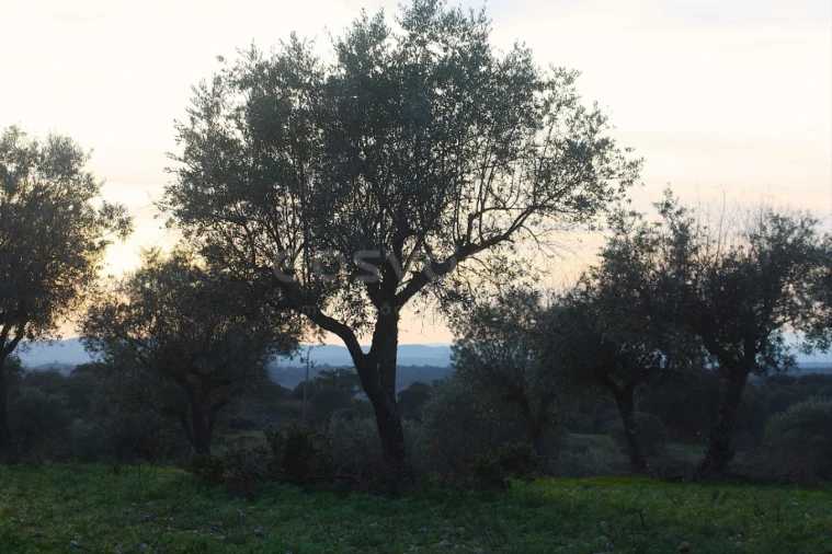 Terreno Agricola ou Rústico para Venda em Rosmaninhal Foto 1