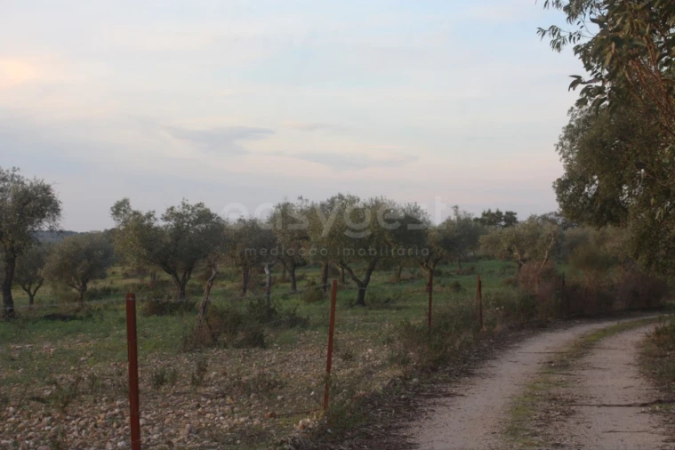 Terreno Agricola ou Rústico para Venda em Rosmaninhal Foto 2