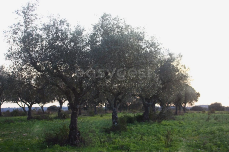 Terreno Agricola ou Rústico para Venda em Rosmaninhal Foto 4