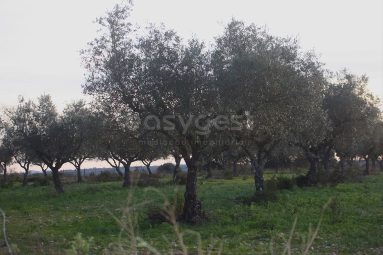 Terreno Agricola ou Rústico para Venda em Rosmaninhal Foto 5