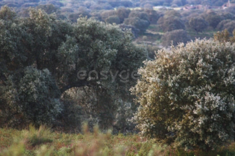 Terreno Agricola ou Rústico para Venda em Rosmaninhal Foto 6
