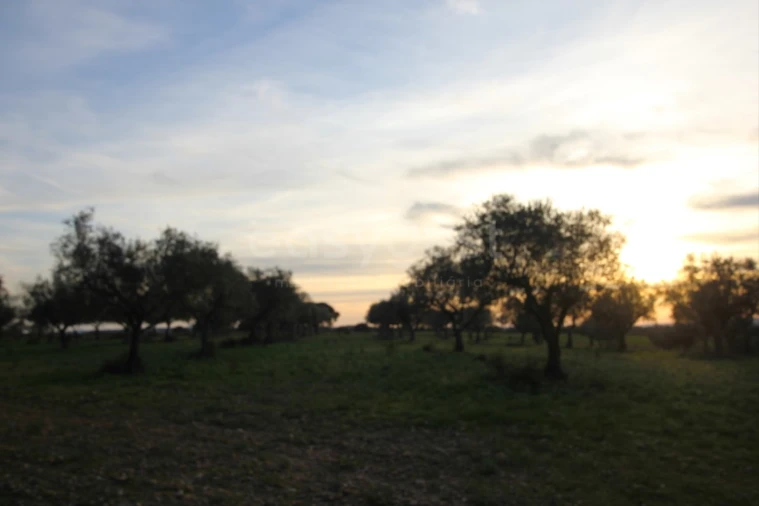 Terreno Agricola ou Rústico para Venda em Rosmaninhal Foto 8