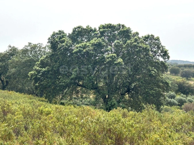 Terreno Agricola ou Rústico para Venda em Rosmaninhal Foto 4