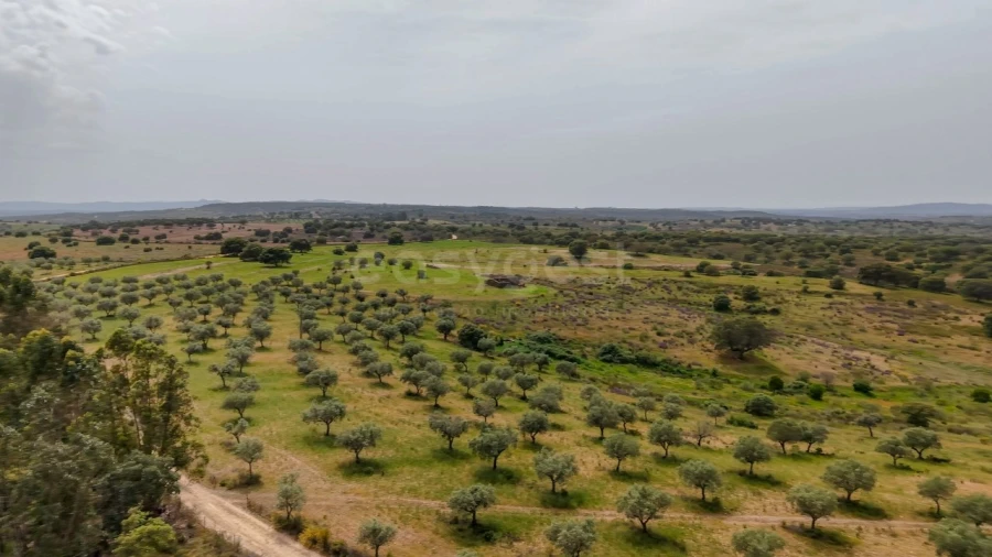 Terreno Agricola ou Rústico para Venda em Rosmaninhal Foto 6