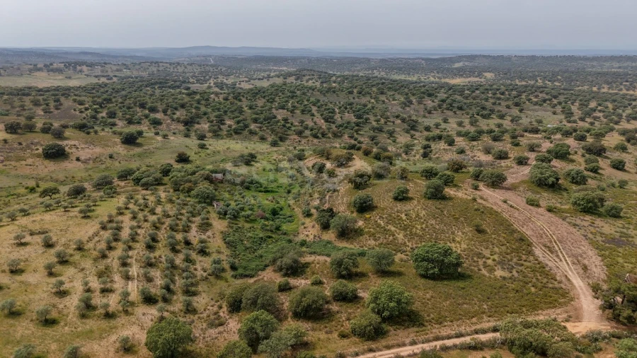 Terreno Agricola ou Rústico para Venda em Rosmaninhal Foto 10