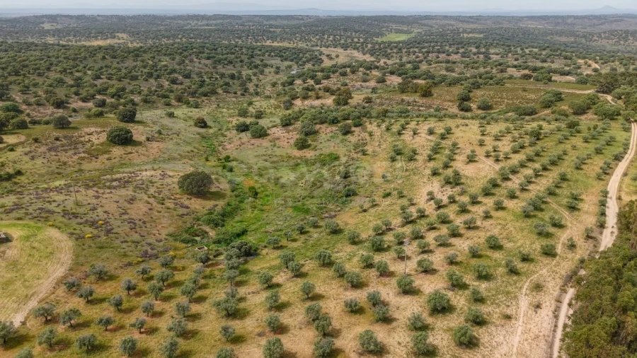 Terreno Agricola ou Rústico para Venda em Rosmaninhal Foto 12