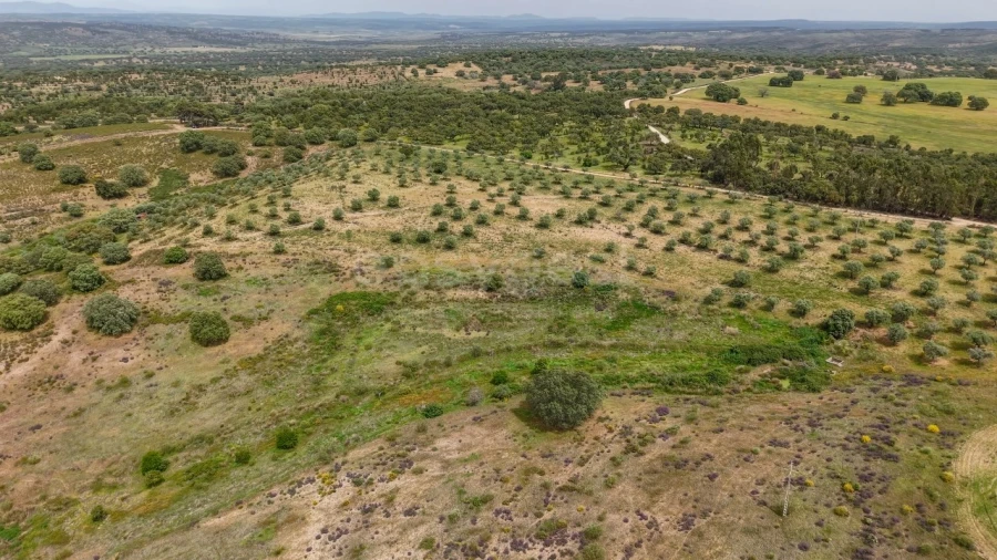 Terreno Agricola ou Rústico para Venda em Rosmaninhal Foto 13