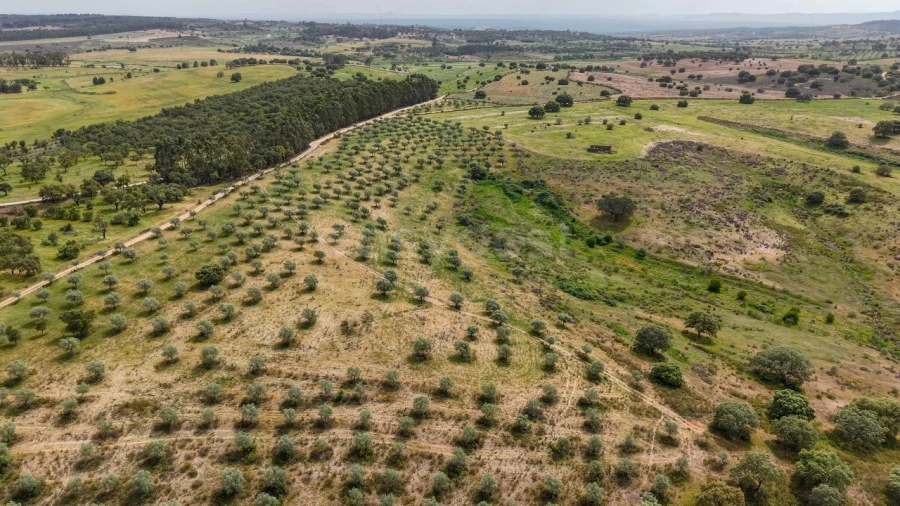 Terreno Agricola ou Rústico para Venda em Rosmaninhal Foto 14
