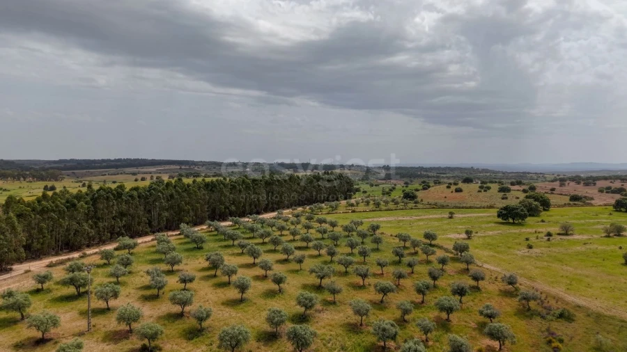 Terreno Agricola ou Rústico para Venda em Rosmaninhal