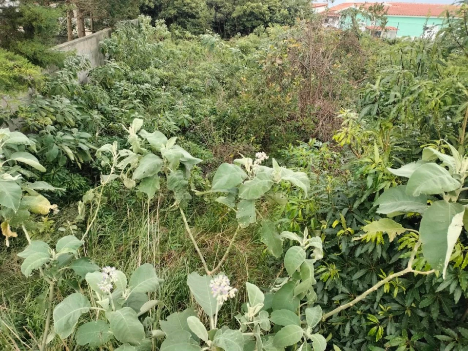 Terreno para Venda em Porto Martins Foto 14
