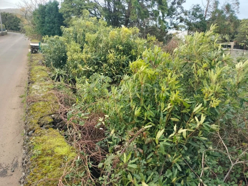 Terreno para Venda em Porto Martins Foto 15