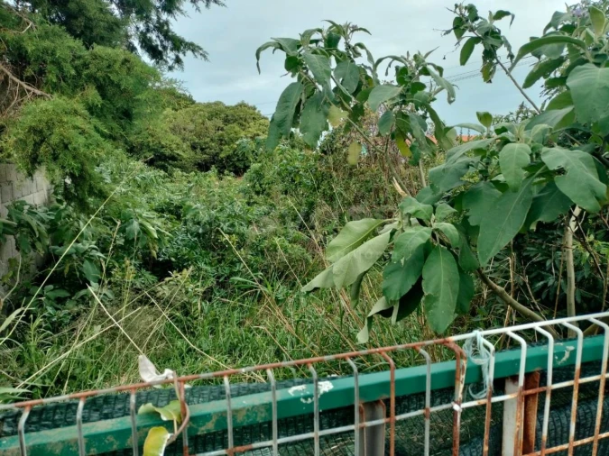 Terreno para Venda em Porto Martins Foto 2