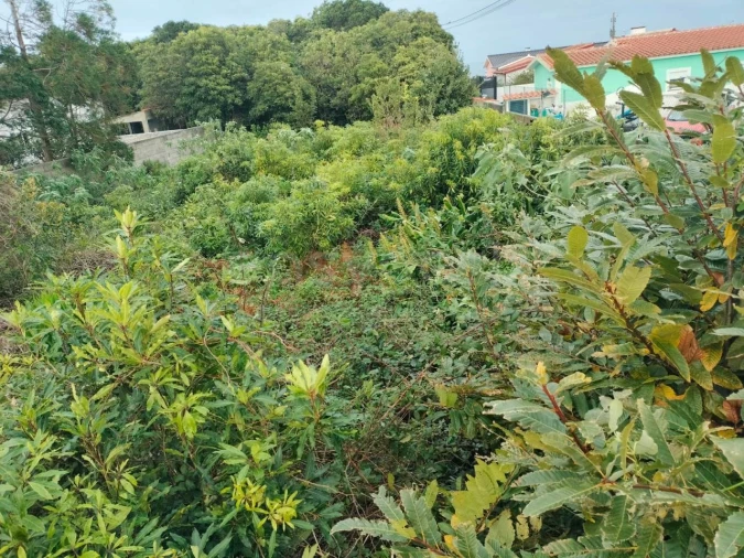 Terreno para Venda em Porto Martins Foto 4