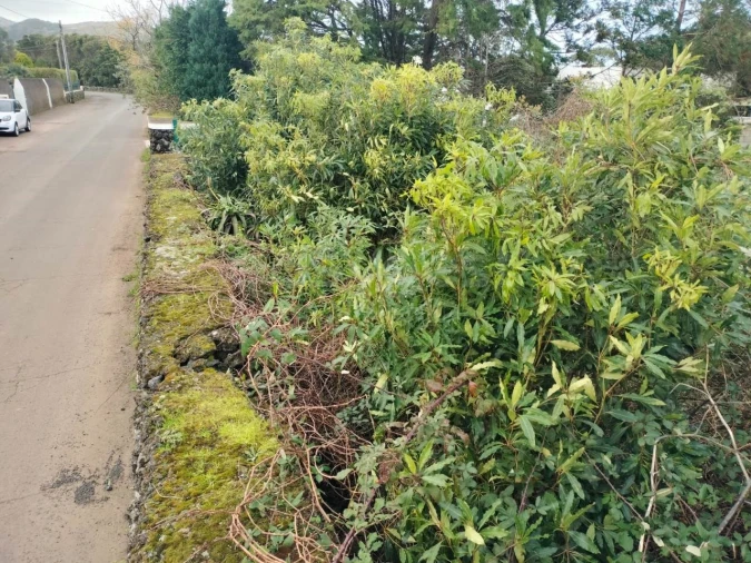 Terreno para Venda em Porto Martins Foto 5