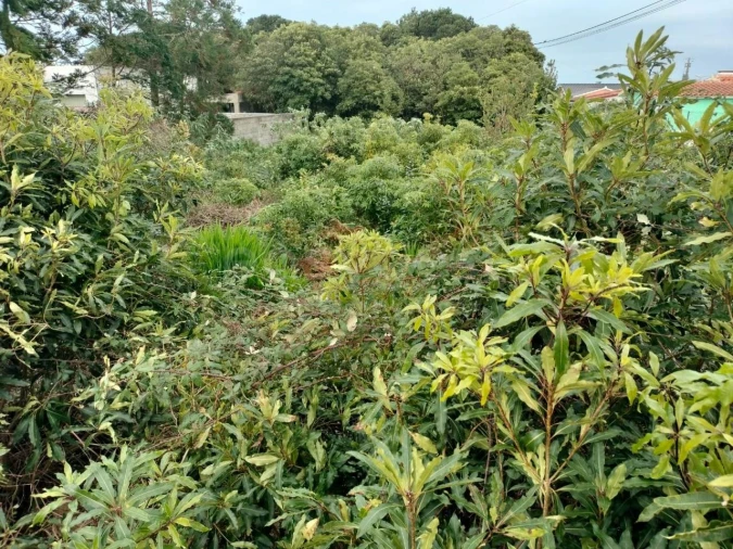 Terreno para Venda em Porto Martins Foto 6