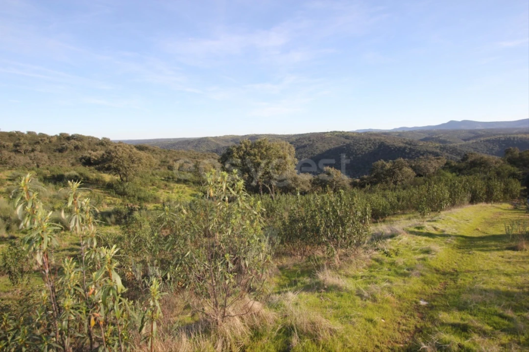 Terreno Agricola ou Rústico para Venda em Rosmaninhal Foto 1