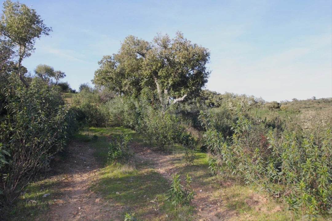 Terreno Agricola ou Rústico para Venda em Rosmaninhal Foto 2