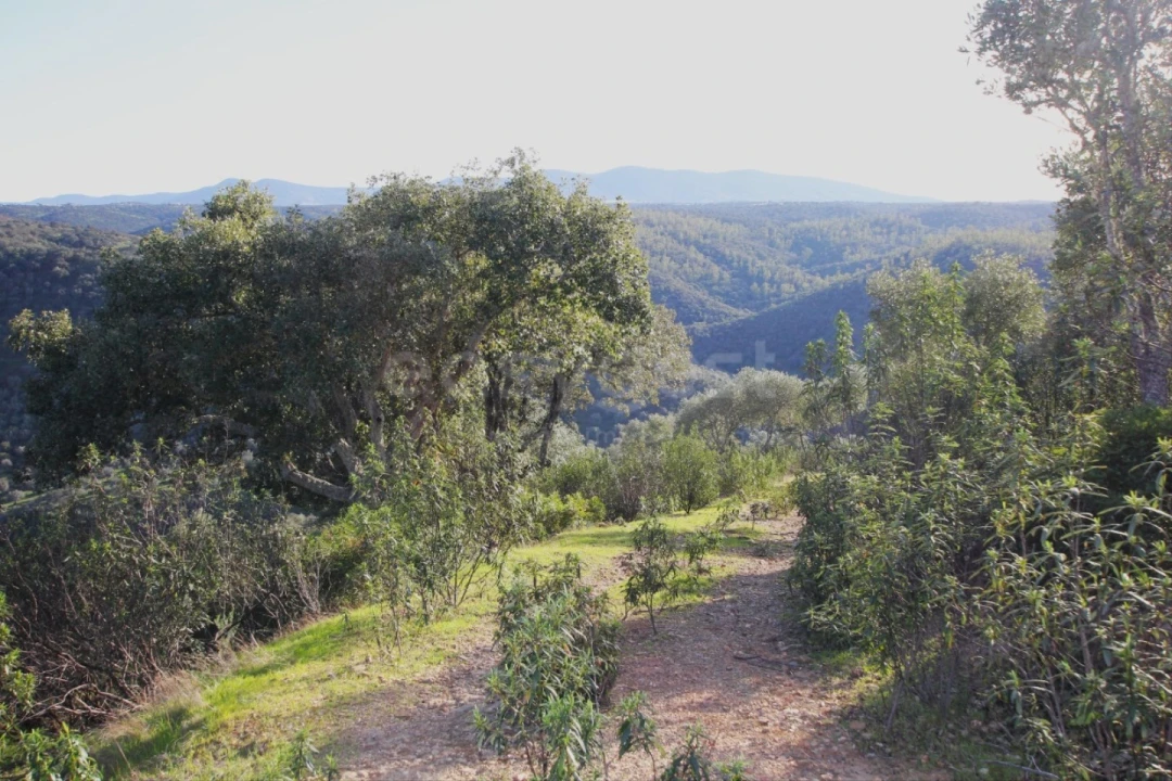 Terreno Agricola ou Rústico para Venda em Rosmaninhal Foto 4