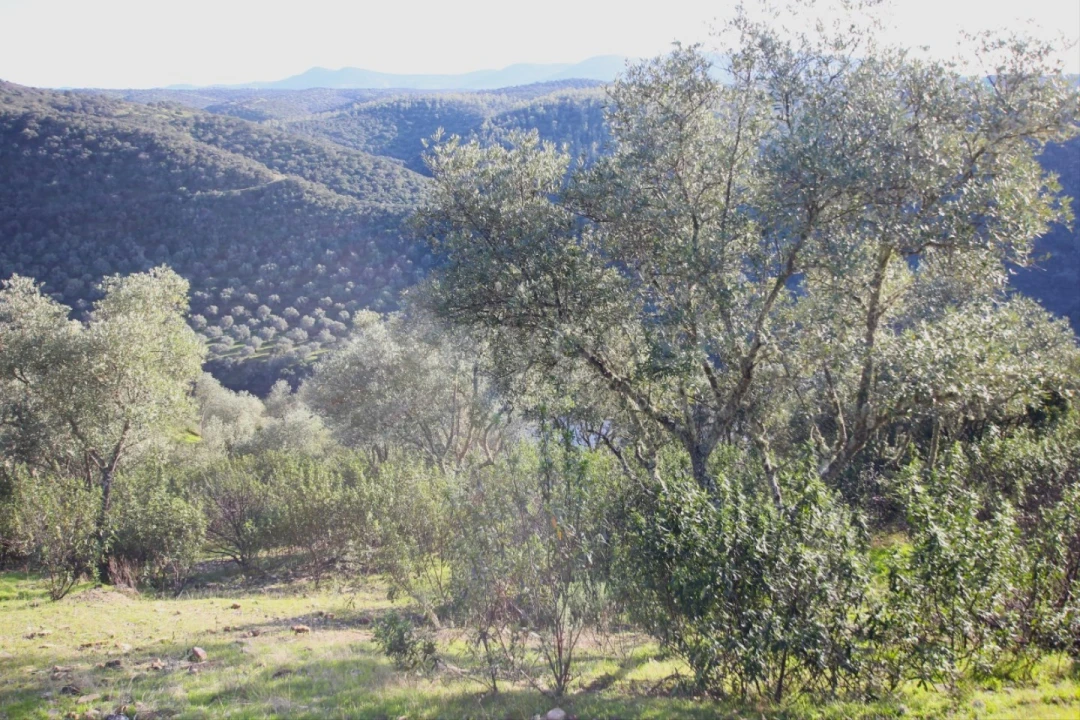 Terreno Agricola ou Rústico para Venda em Rosmaninhal Foto 5