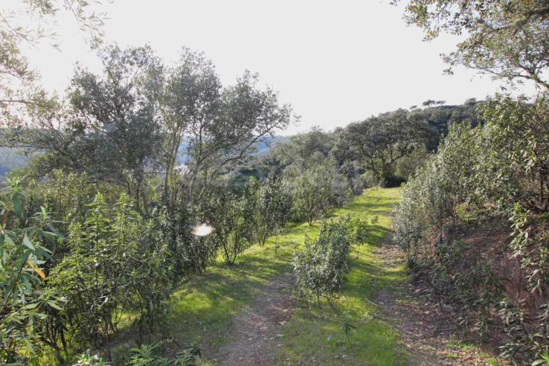 Terreno Agricola ou Rústico para Venda em Rosmaninhal Foto 7