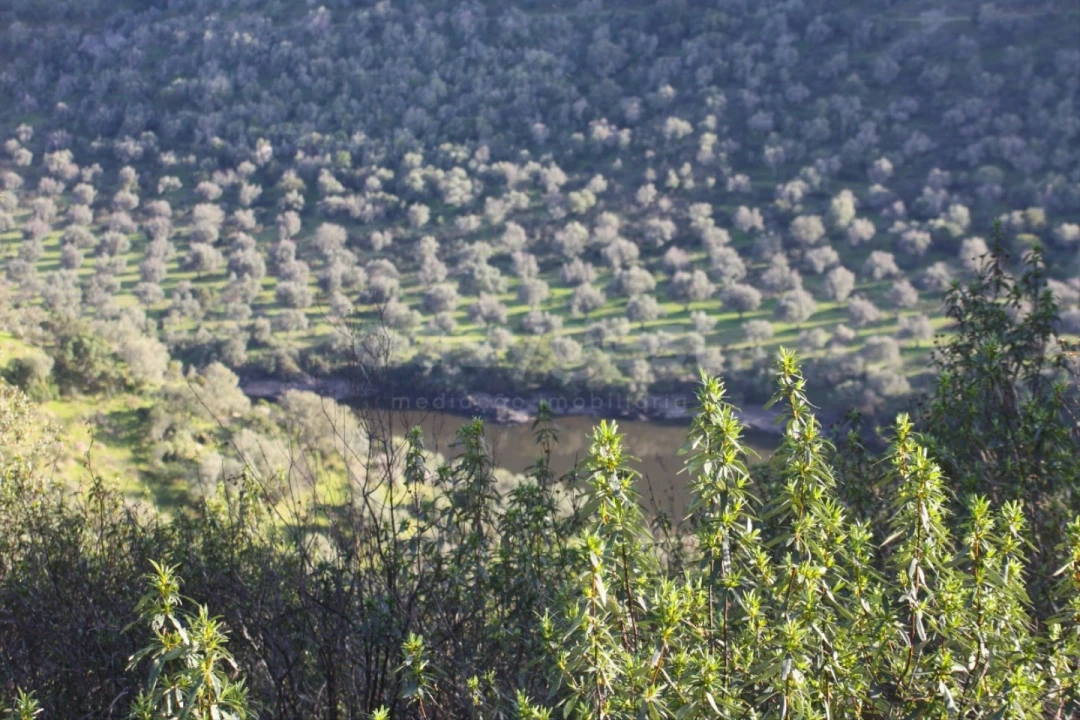 Terreno Agricola ou Rústico para Venda em Rosmaninhal Foto 8