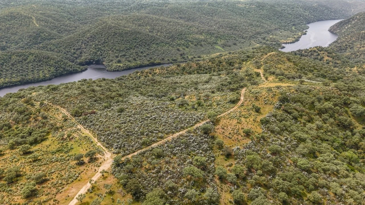 Terreno Agricola ou Rústico para Venda em Rosmaninhal Foto 3