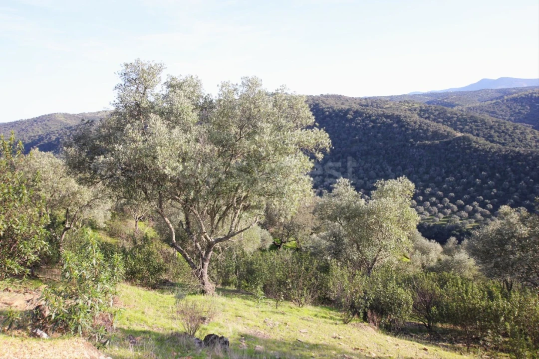 Terreno Agricola ou Rústico para Venda em Rosmaninhal Foto 5