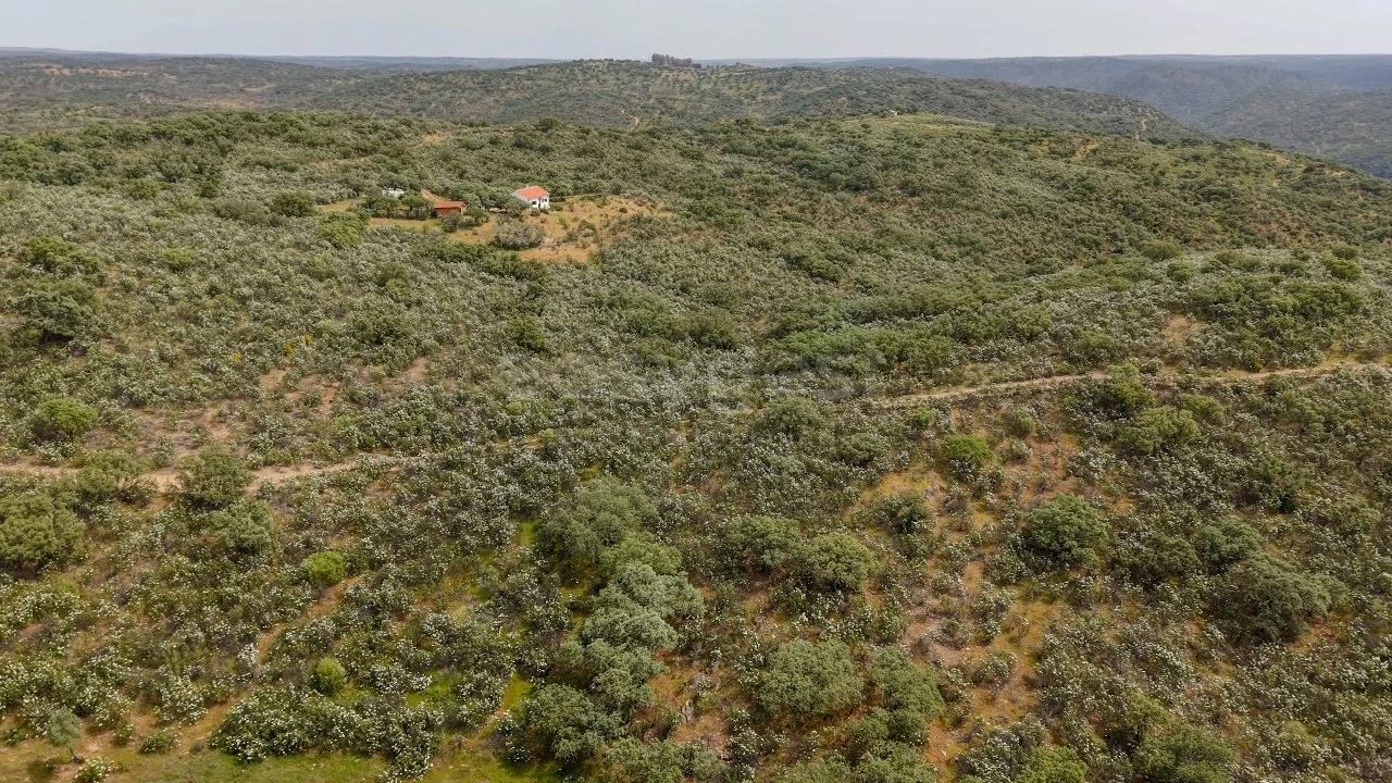Terreno Agricola ou Rústico para Venda em Rosmaninhal Foto 9