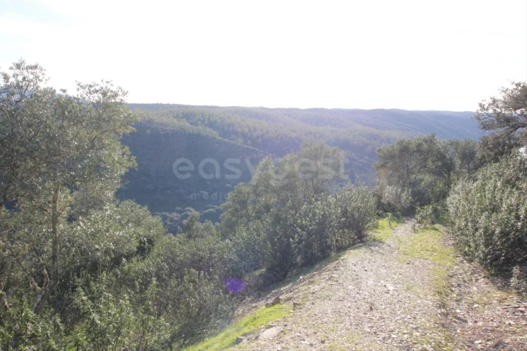 Terreno Agricola ou Rústico para Venda em Rosmaninhal Foto 3