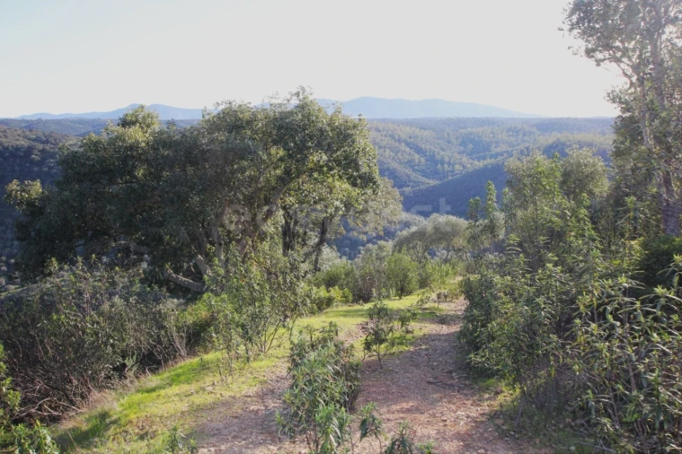 Terreno Agricola ou Rústico para Venda em Rosmaninhal Foto 4