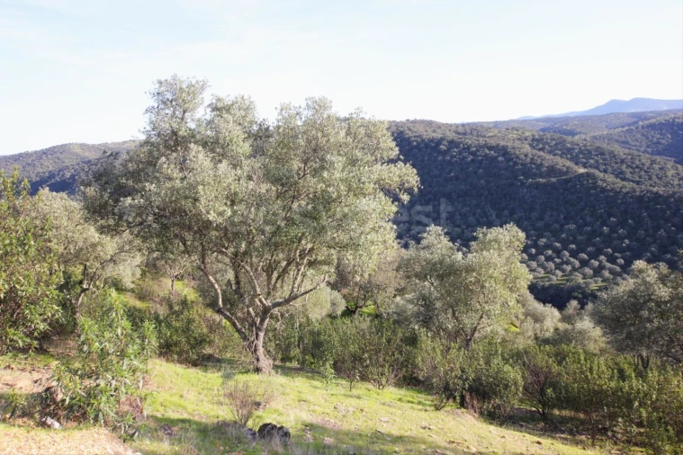 Terreno Agricola ou Rústico para Venda em Rosmaninhal Foto 6
