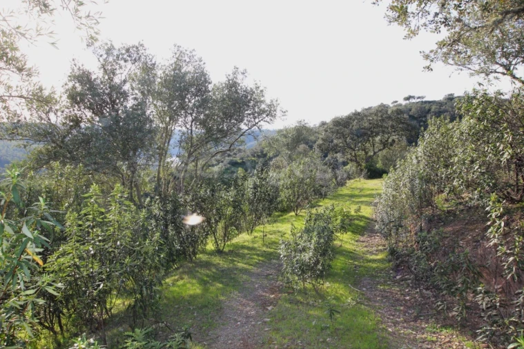Terreno Agricola ou Rústico para Venda em Rosmaninhal Foto 7