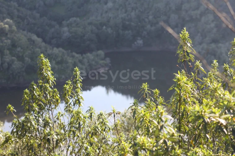 Terreno Agricola ou Rústico para Venda em Rosmaninhal Foto 9
