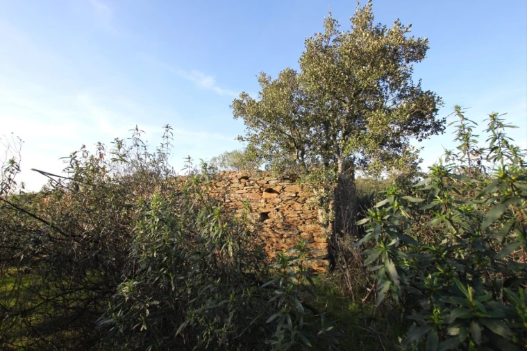 Terreno Agricola ou Rústico para Venda em Rosmaninhal Foto 10