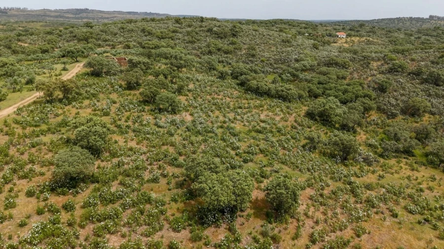 Terreno Agricola ou Rústico para Venda em Rosmaninhal Foto 8