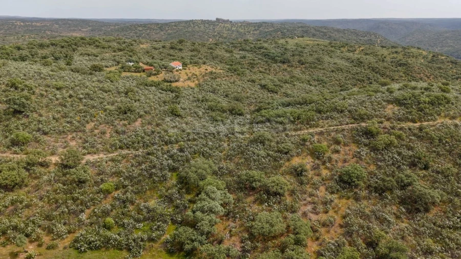 Terreno Agricola ou Rústico para Venda em Rosmaninhal Foto 9