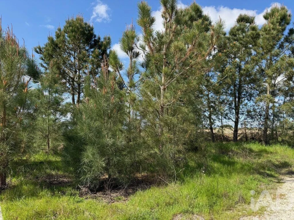 Terreno para Venda em Palmela Foto 18