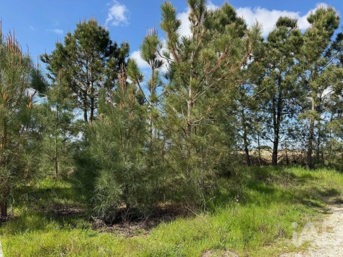 Terreno para Venda em Palmela Foto 18