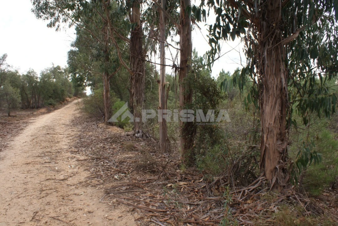 Moradia T3 para Venda em Sarzedas Foto 29