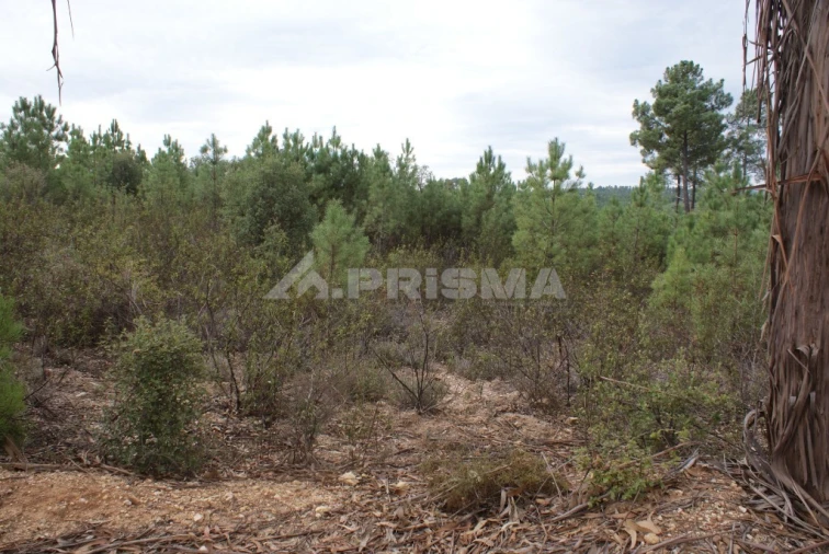 Moradia T3 para Venda em Sarzedas Foto 30