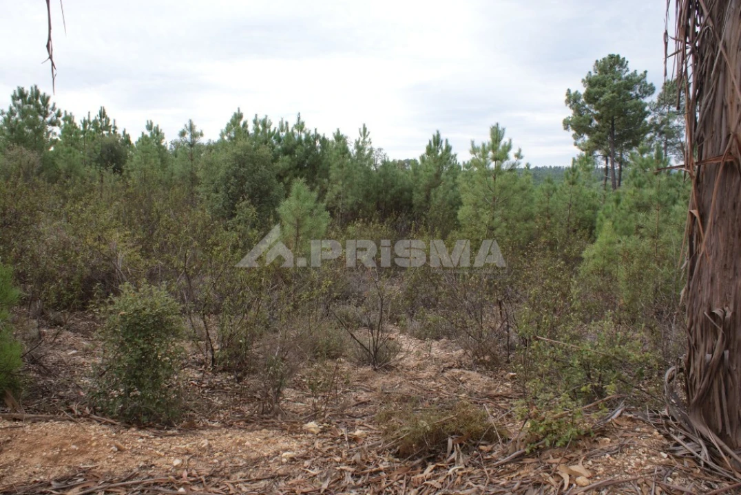 Moradia T3 para Venda em Sarzedas Foto 30