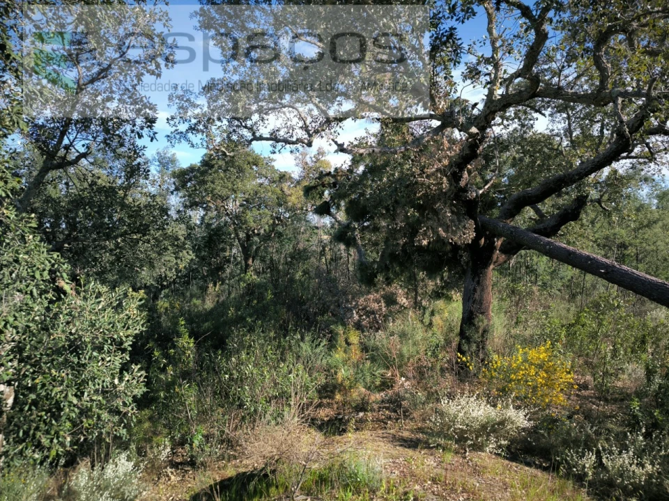 Terreno Agricola ou Rústico para Venda em Salgueiro do Campo Foto 8