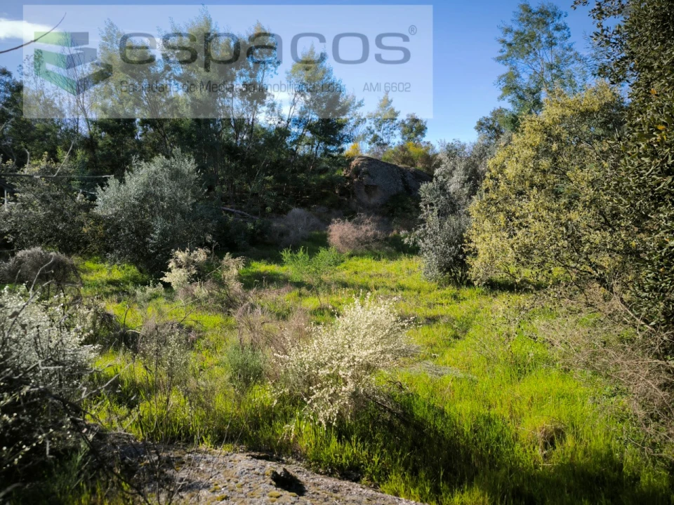 Terreno Agricola ou Rústico para Venda em Salgueiro do Campo Foto 9