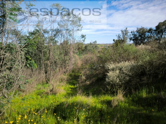 Terreno Agricola ou Rústico para Venda em Salgueiro do Campo Foto 6