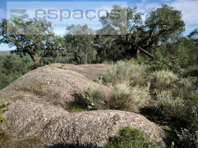 Terreno Agricola ou Rústico para Venda em Salgueiro do Campo Foto 7