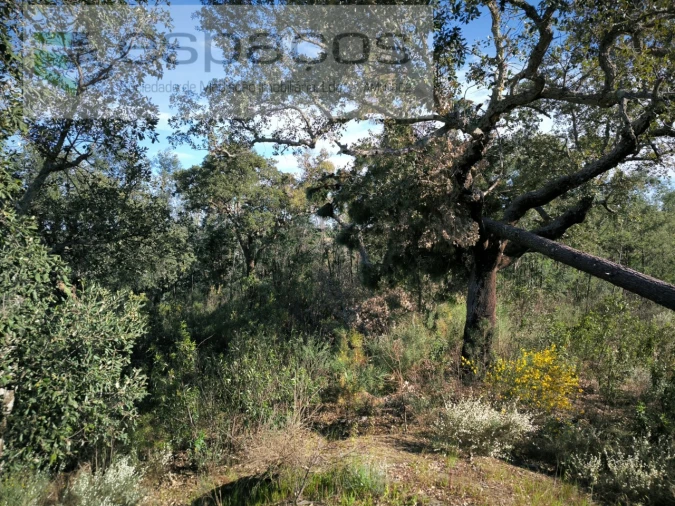 Terreno Agricola ou Rústico para Venda em Salgueiro do Campo Foto 8