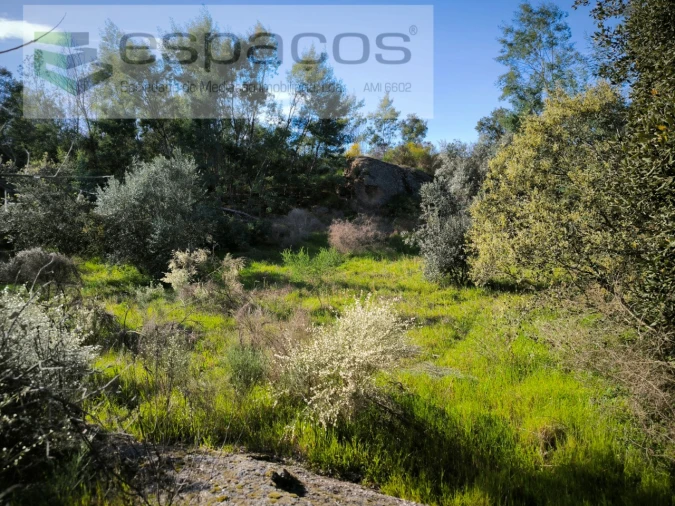 Terreno Agricola ou Rústico para Venda em Salgueiro do Campo Foto 9